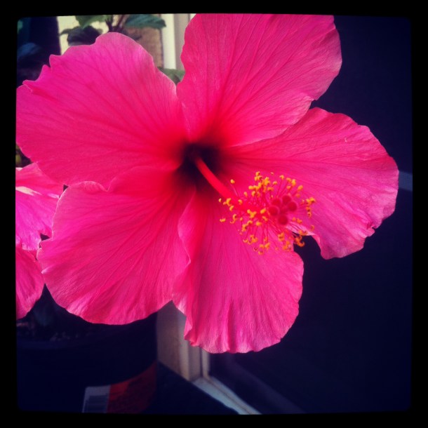 pink hibiscus